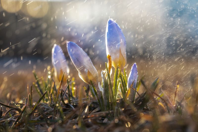 Крокусы фото превью