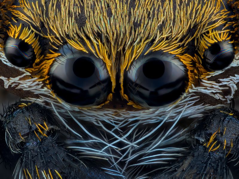 irass, waledzik, nat geo, olympus, close up, macro, extreme macro, макро oOOo. фото превью