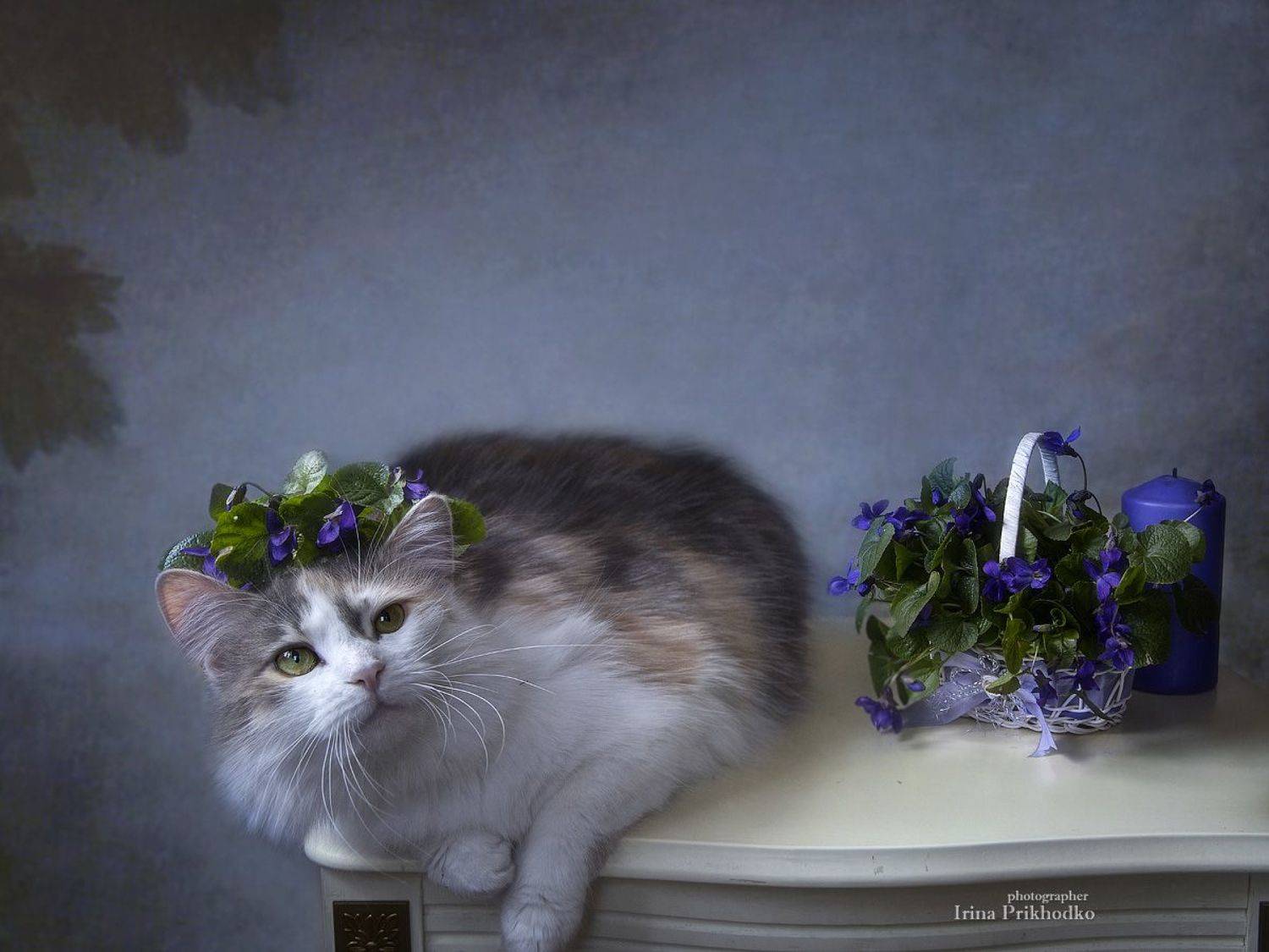 постановочное фото, котонатюрморт, кошки, домашние питомцы, цветы, букеты, фиалки, Приходько Ирина