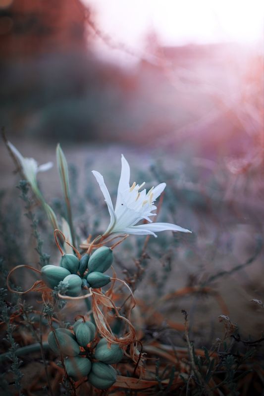 White фото превью