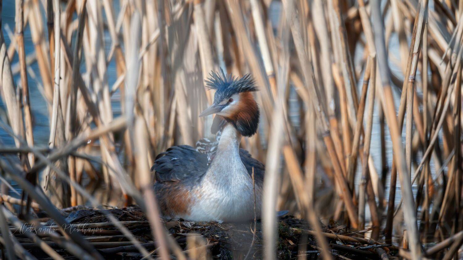 , Plekhanov Alexander