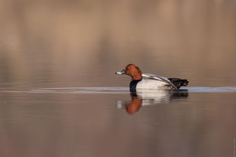 Aythya ferina фото превью