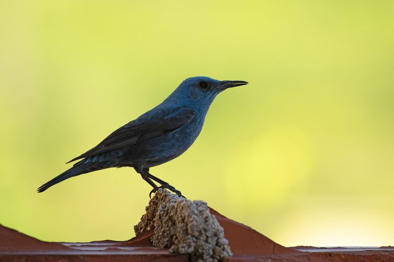 Monticola solitarius  фото превью