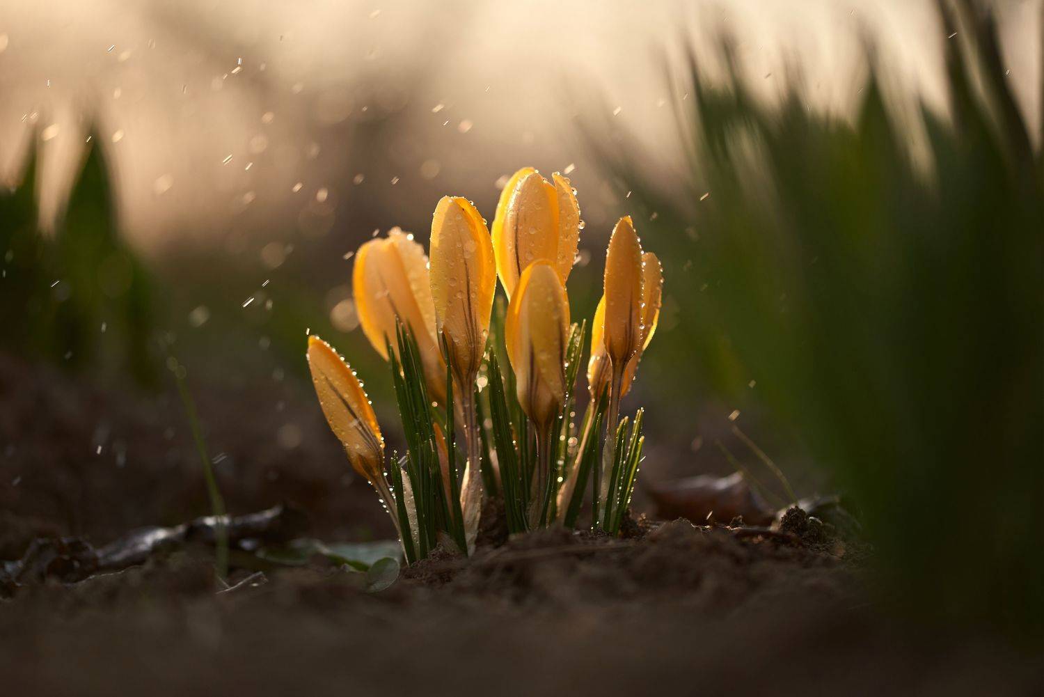 макро, макрофото, улитка, гриб, дождь, лес, природа, капли, никон, сигма, гелиос, macro, macro, snail, mushroom, rain, forest, nature, drops, nikon, sigma, sigma105,, Анна Дегтярёва