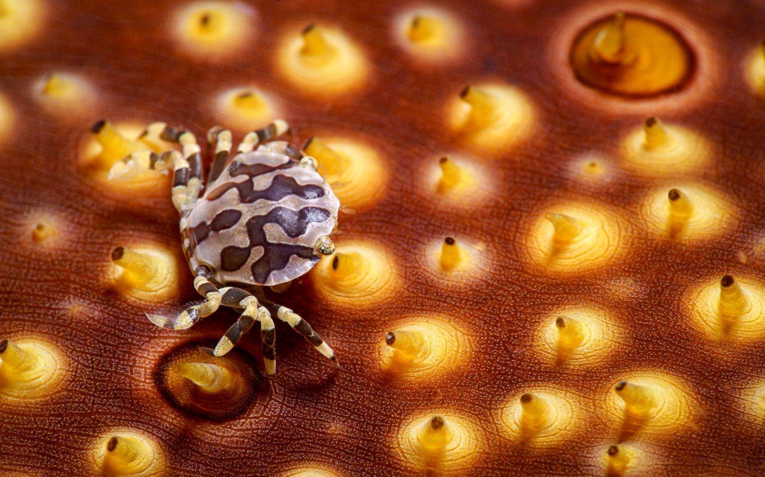 , Андрей Савин