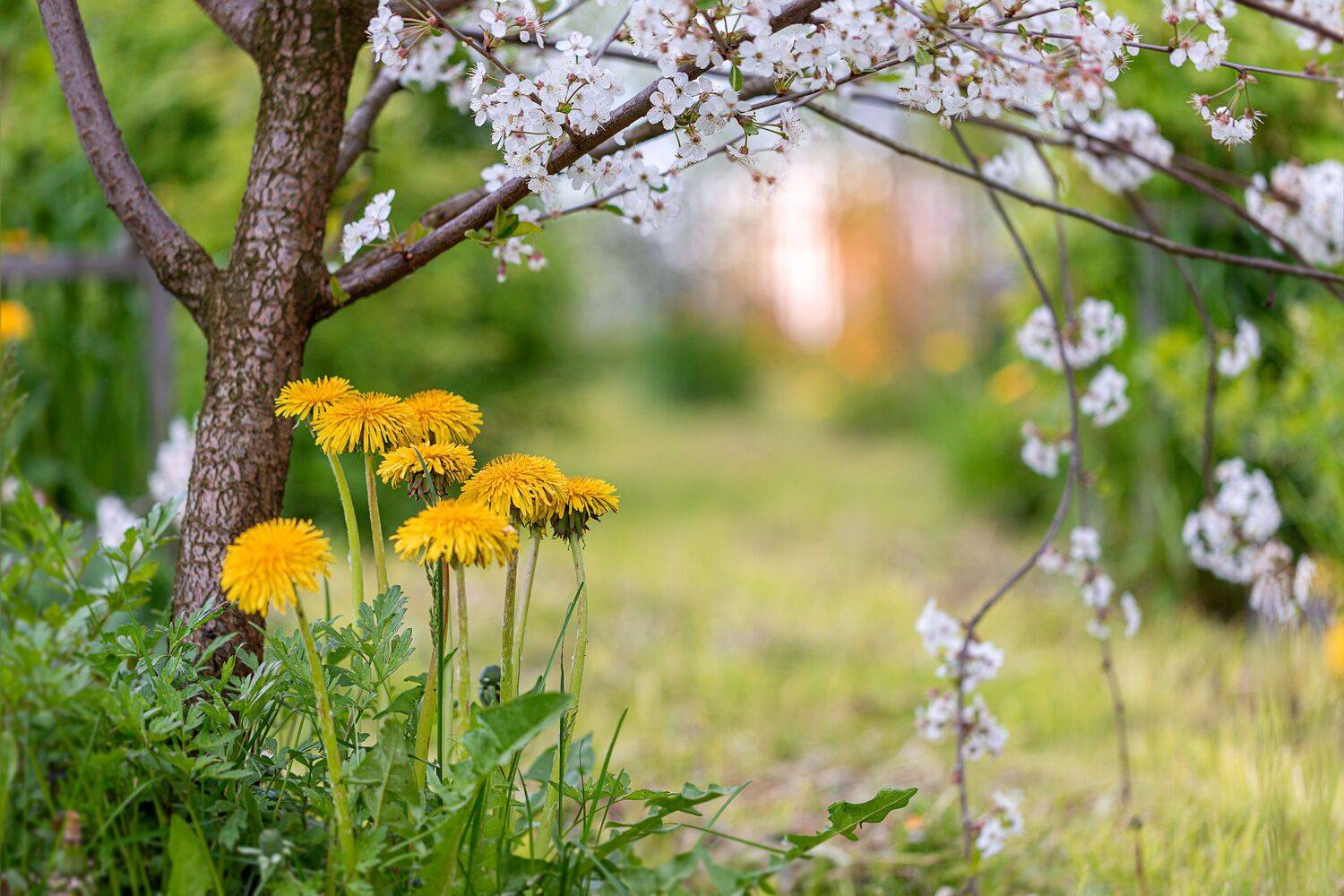 , Зеленько Дмитрий