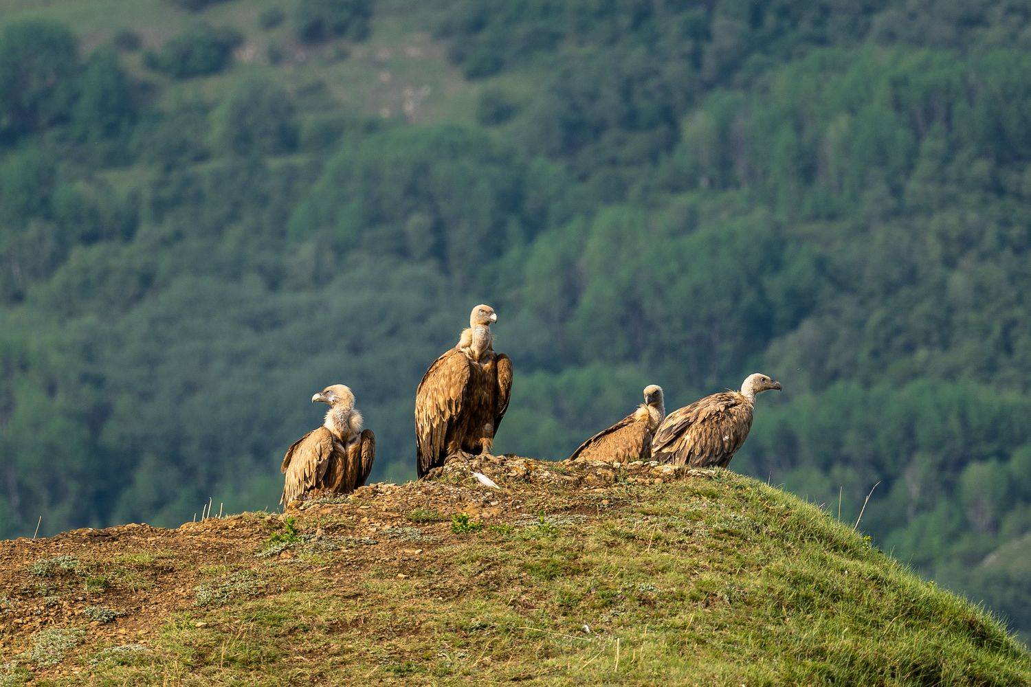 гриф, сип, стервятник, Баландин Дмитрий