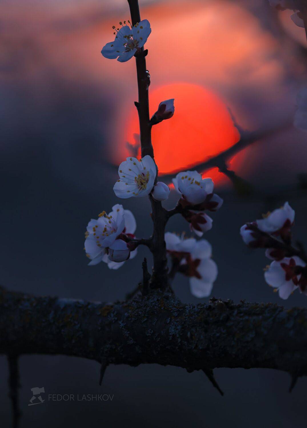 ставропольский край, ставрополье, природа, флора, макро, весенний, весна, апрель, цветение дерева, цветок, фруктовое дерево, абрикос, белый, в цвету, синий, ветвь, закат, солнце, красный, японский, япония,, Лашков Фёдор