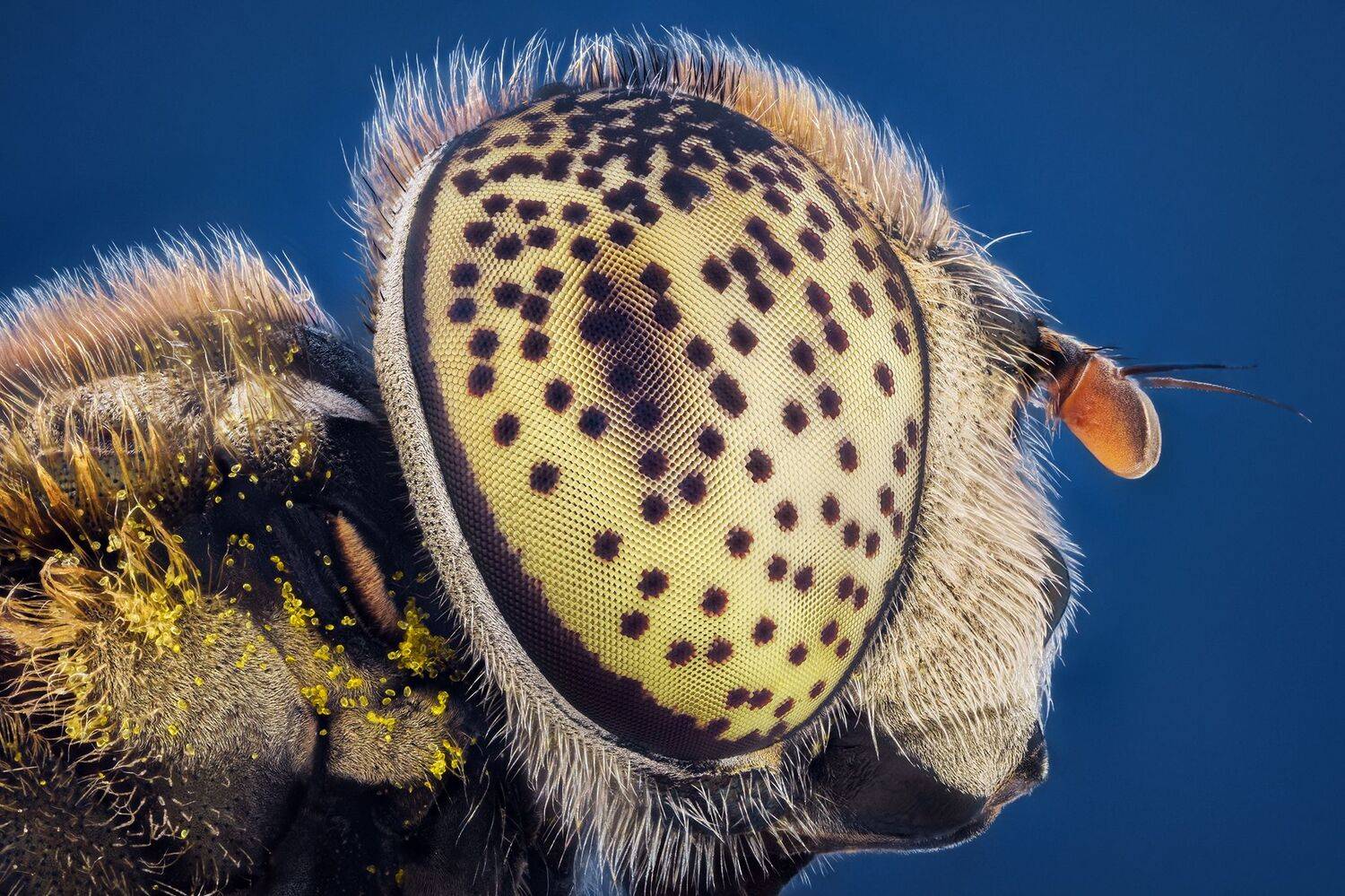 ceclii, macro, Tsvetan Ganev