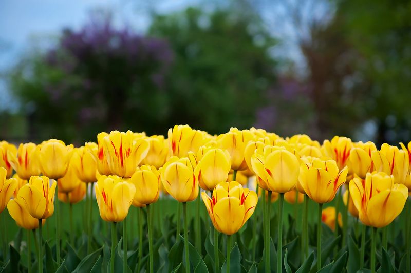 Жёлтые тюльпаны фото превью