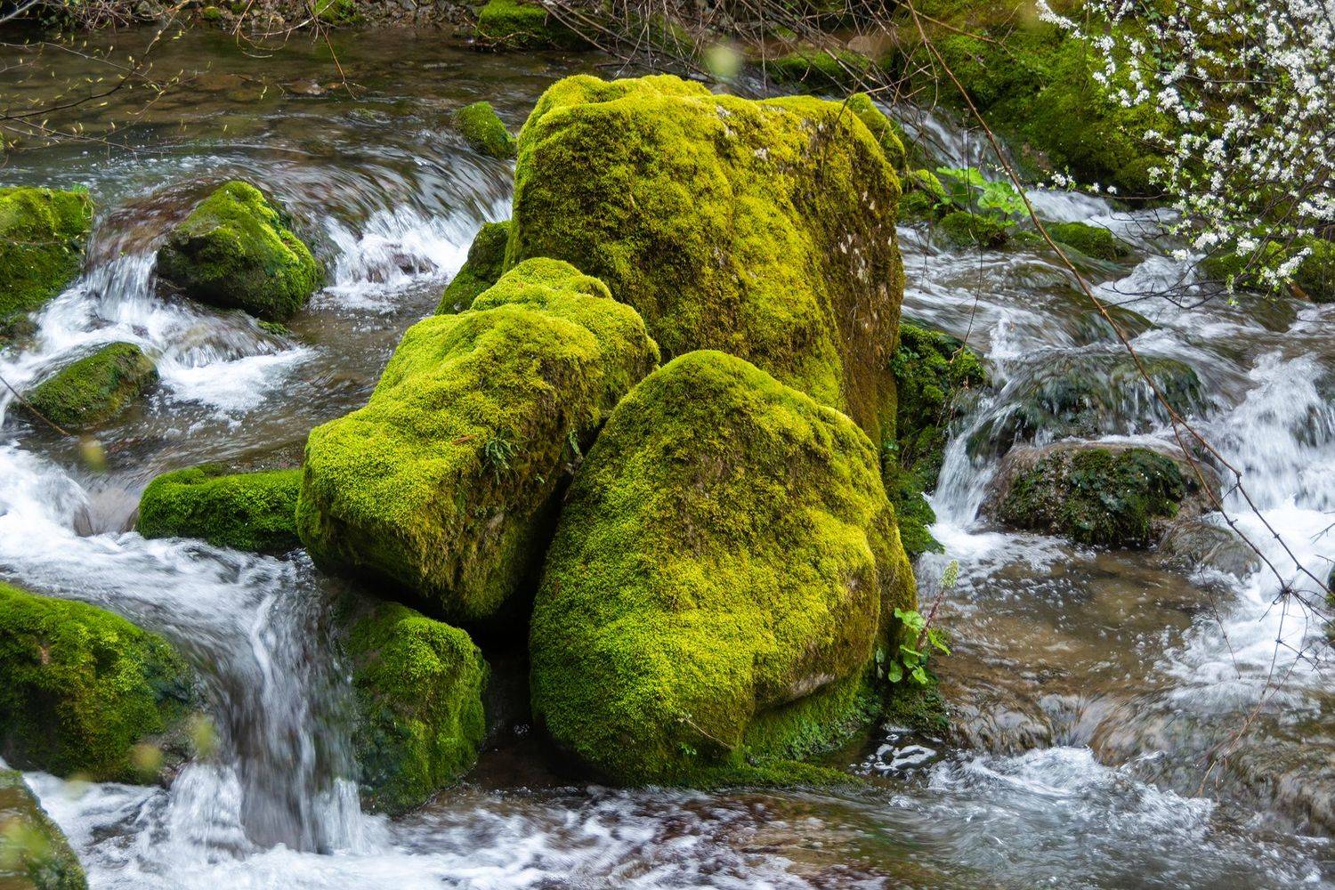 ,  Светослав Радков