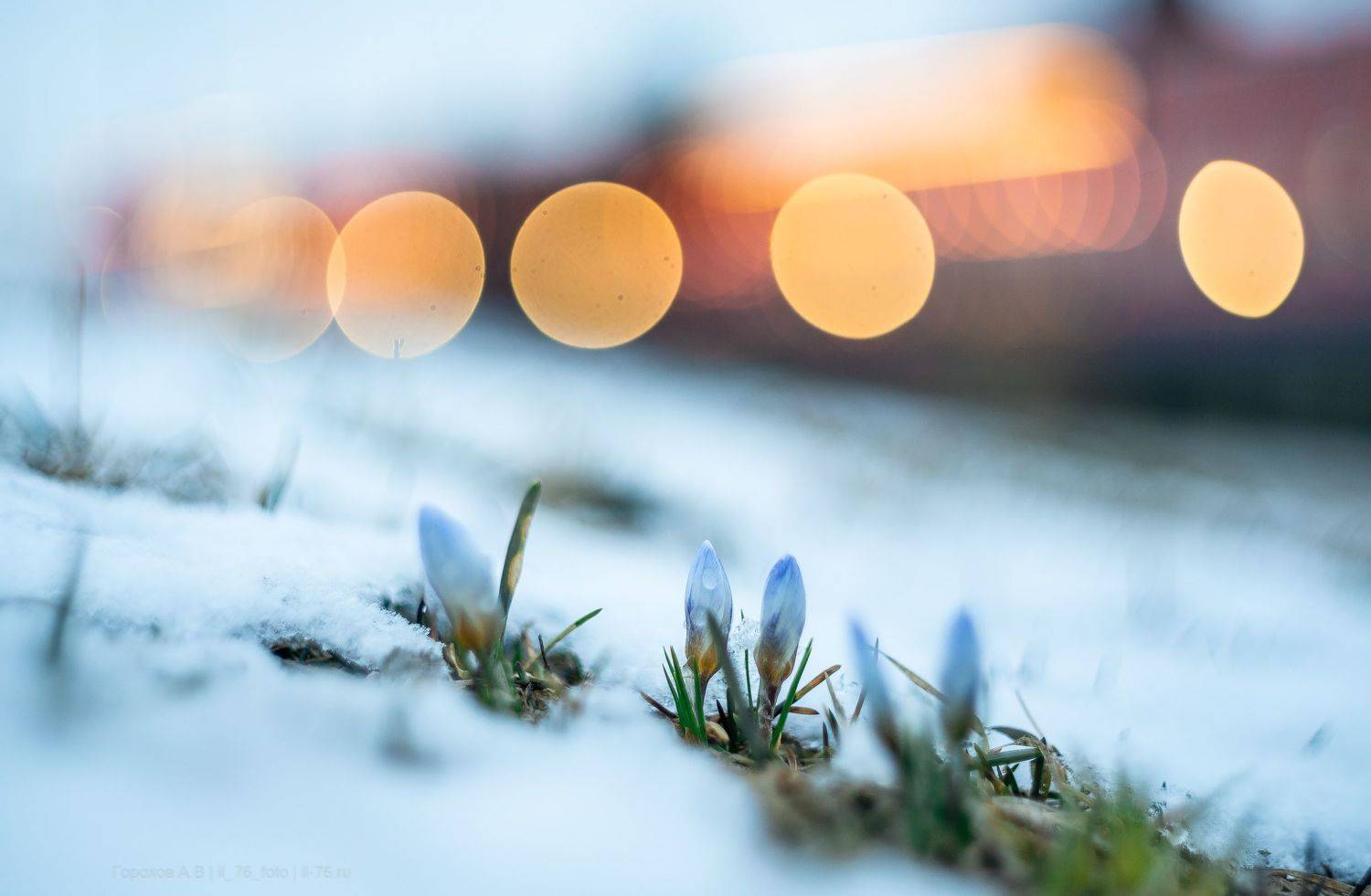 , Алексей Горохов