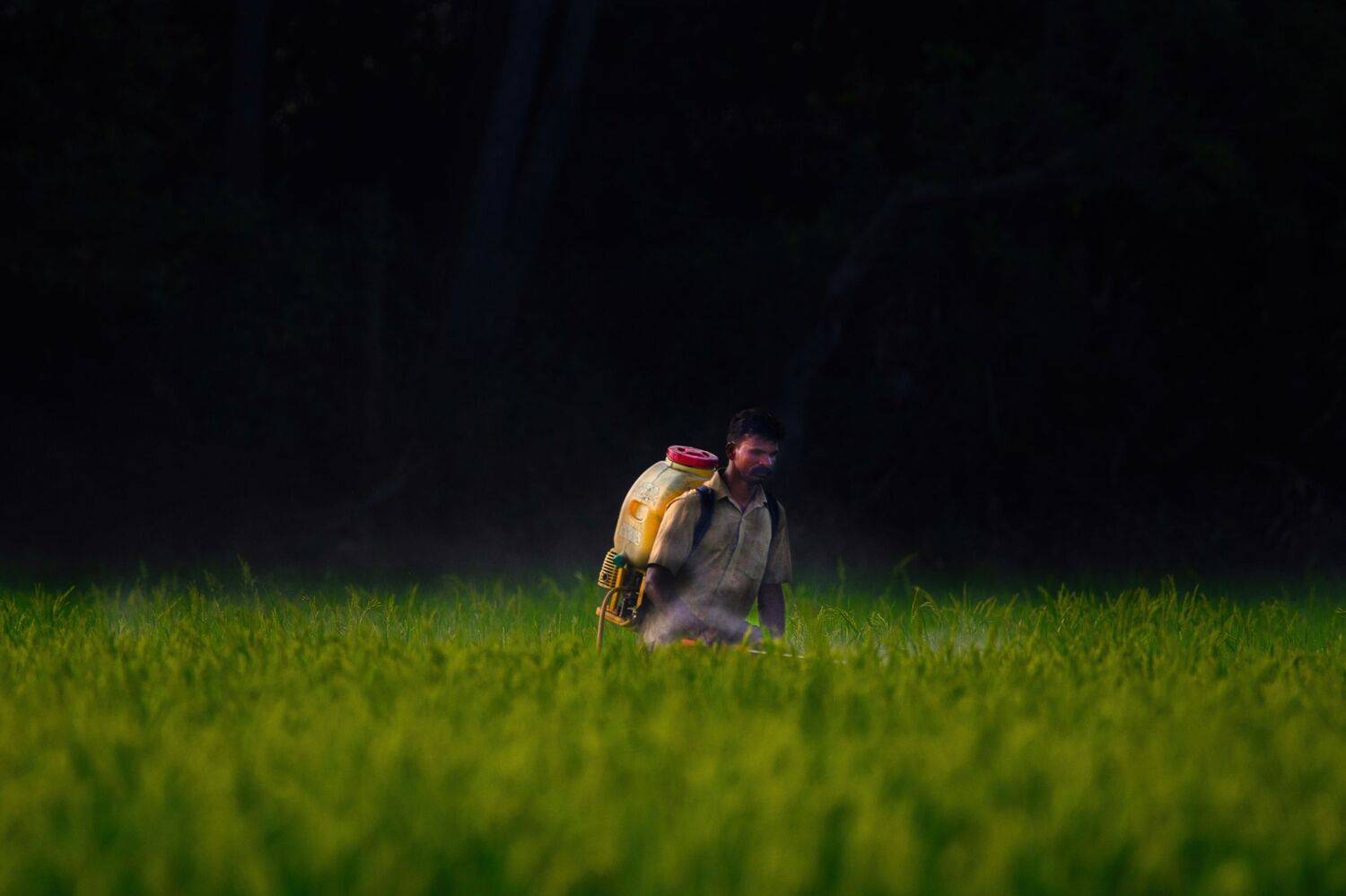 man,danger,hardwork,life,labor,manual,crops,food,field, G N RAJA