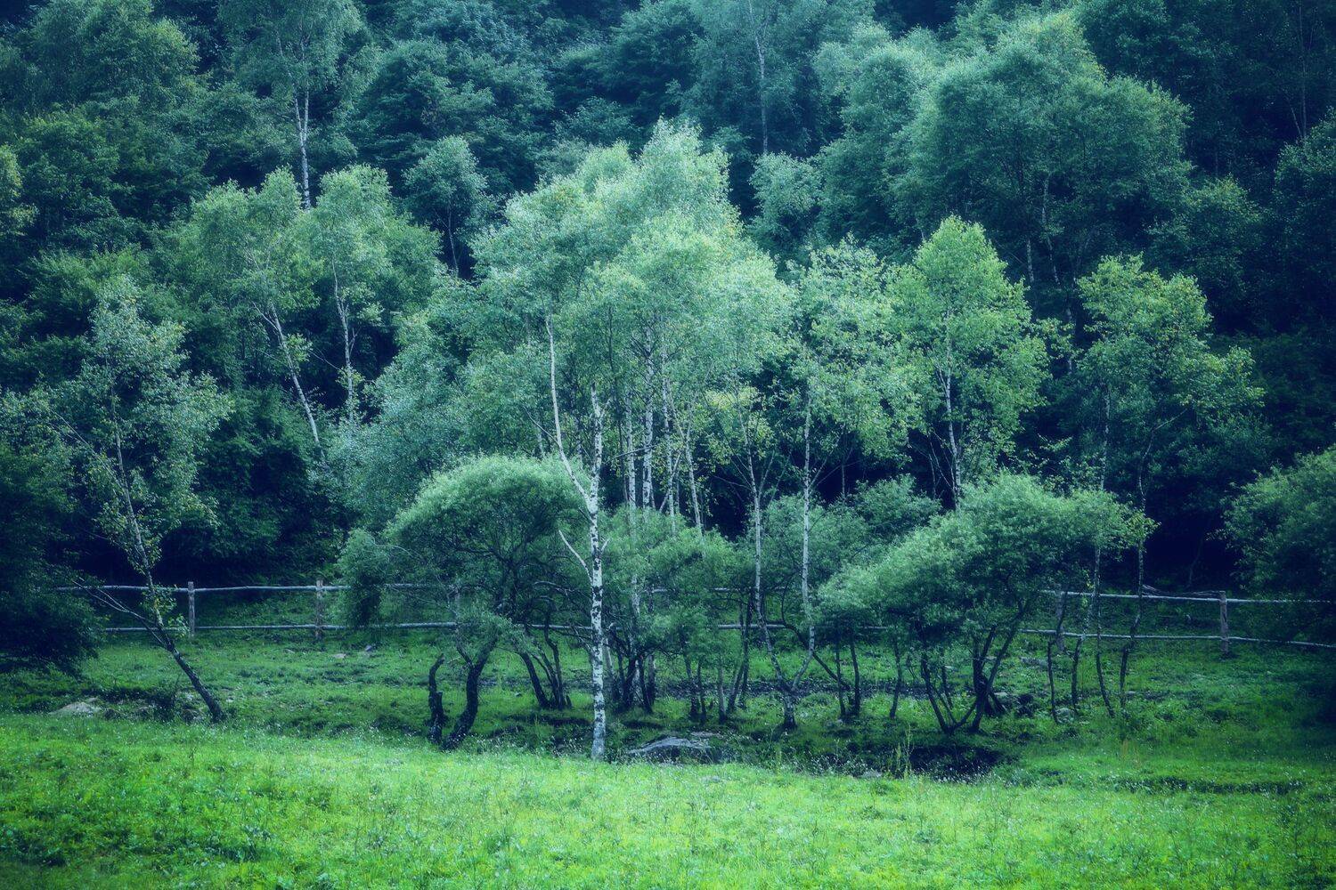 马场风光, 吴 微雨墨烟鸿
