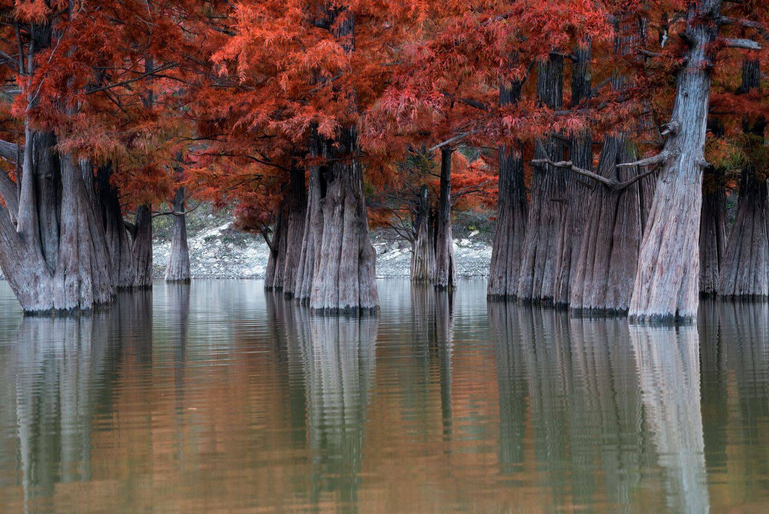 болотные кипарисы, Алексей Рыльский