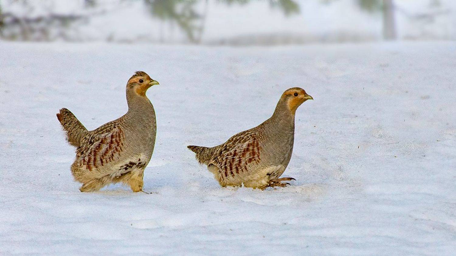 птицы, куропатки, снег, зима, Наталия Сытина