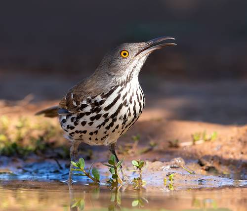 Long-billed Trasher - Рыжий кривоклювый пересмешник