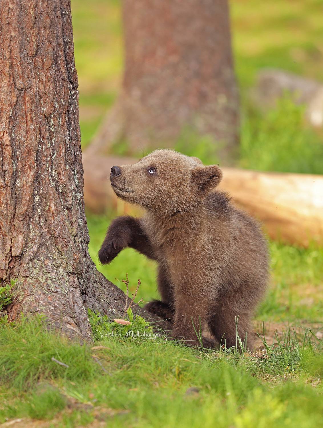 , Mulkahainen Valtteri