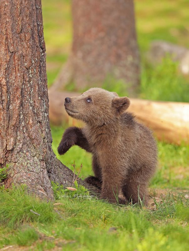 Неужели туда придётся забираться? фото превью