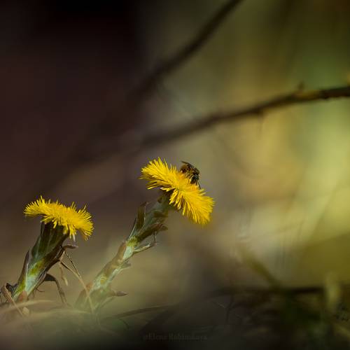 Первенцы весны