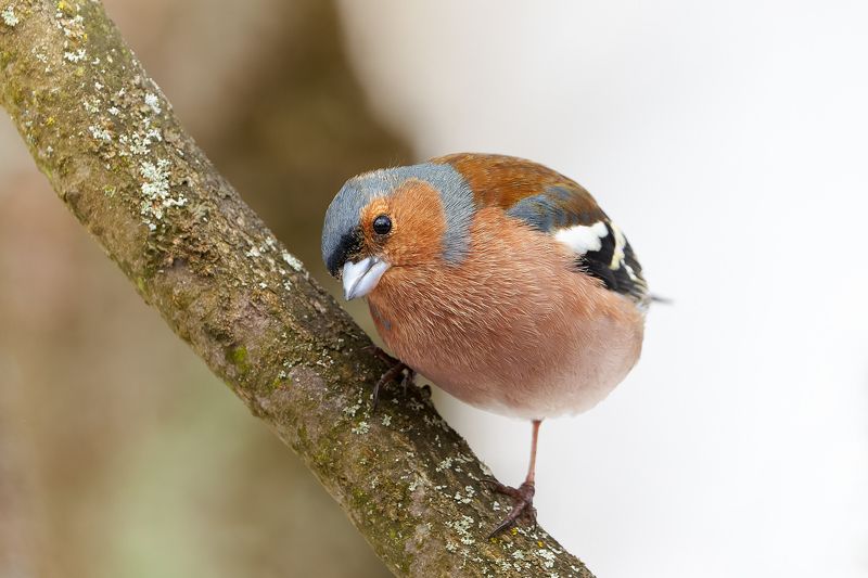 птицы, зяблик Зяблик фото превью