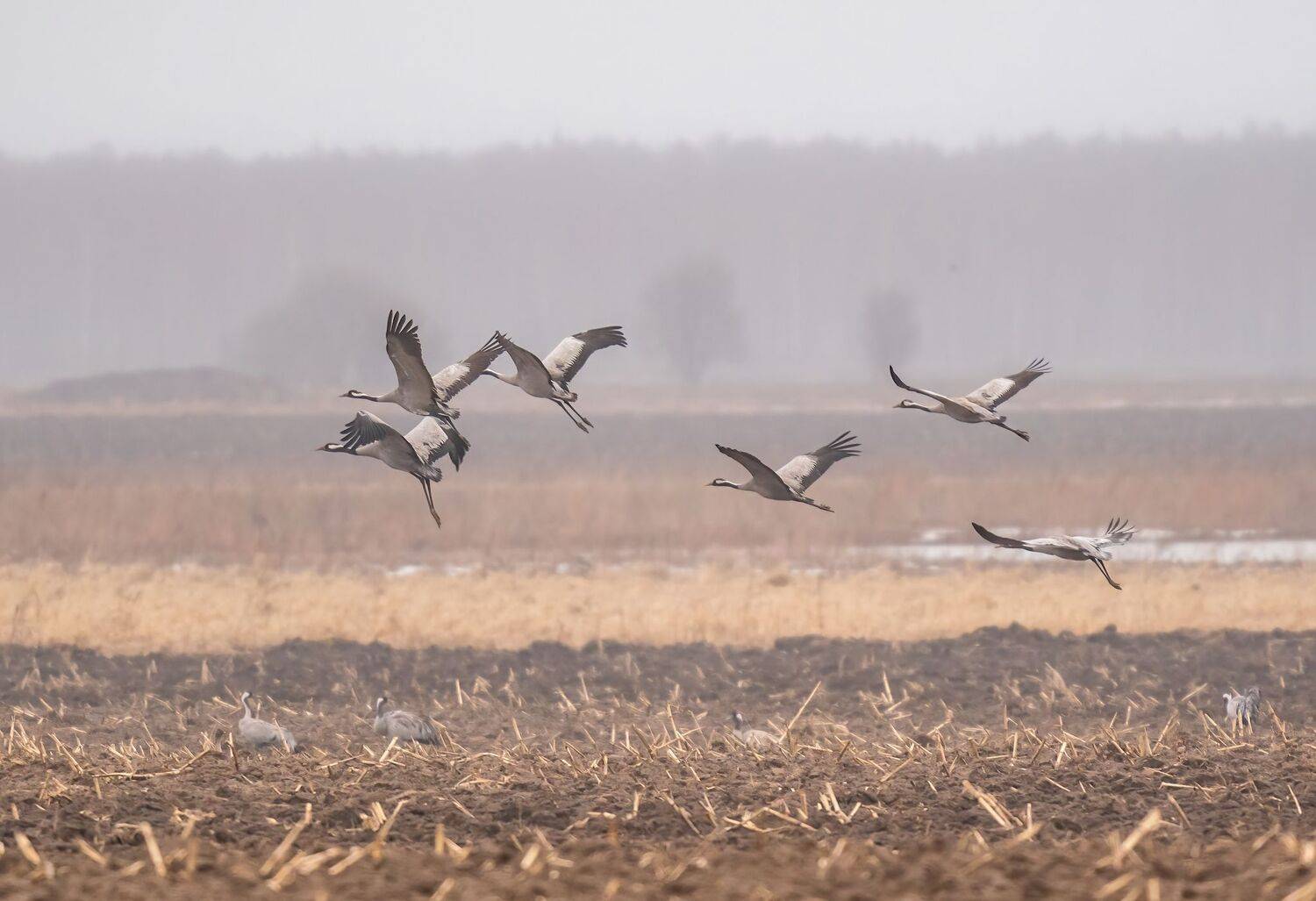 , Константин Дэм