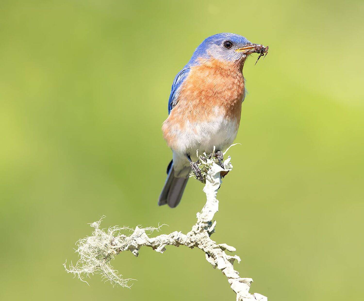 восточная сиалия, eastern bluebird, bluebird, Etkind Elizabeth