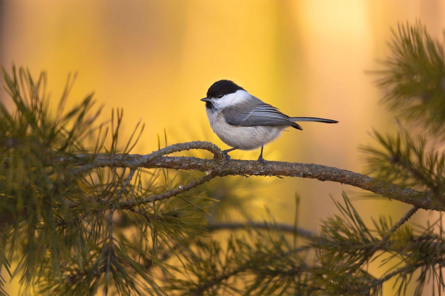 , Чудинин Дмитрий