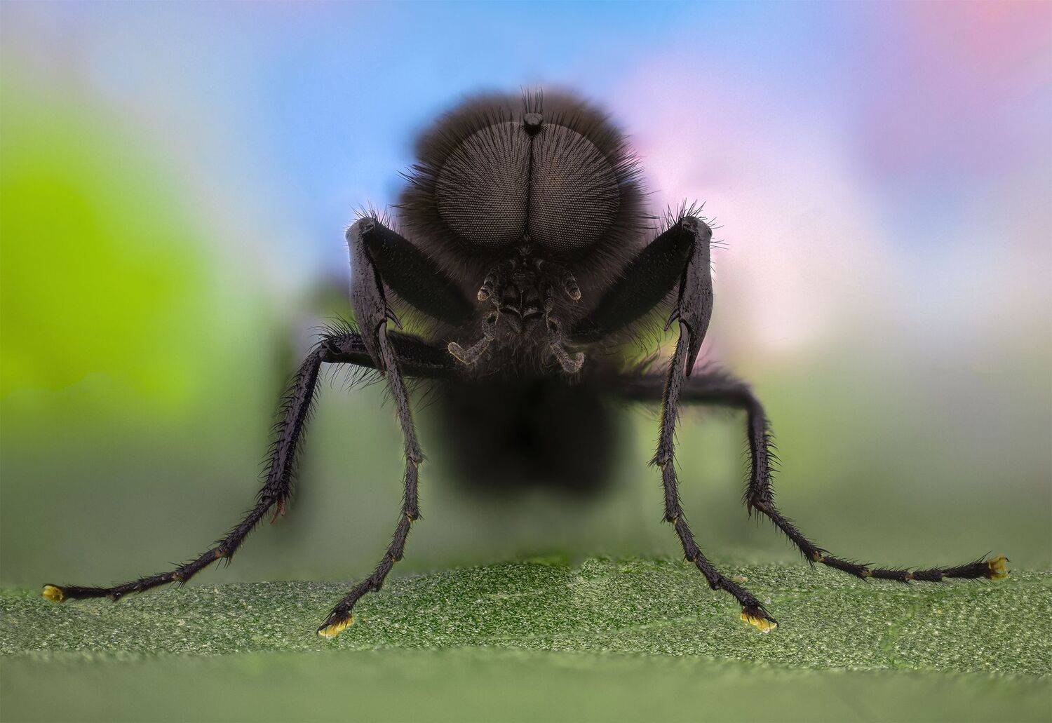 ceclii, macro, Tsvetan Ganev