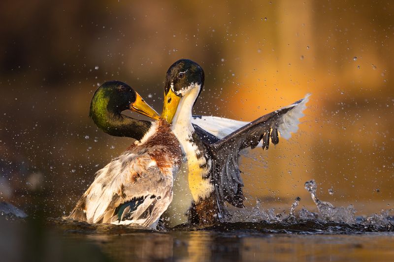 Duel фото превью