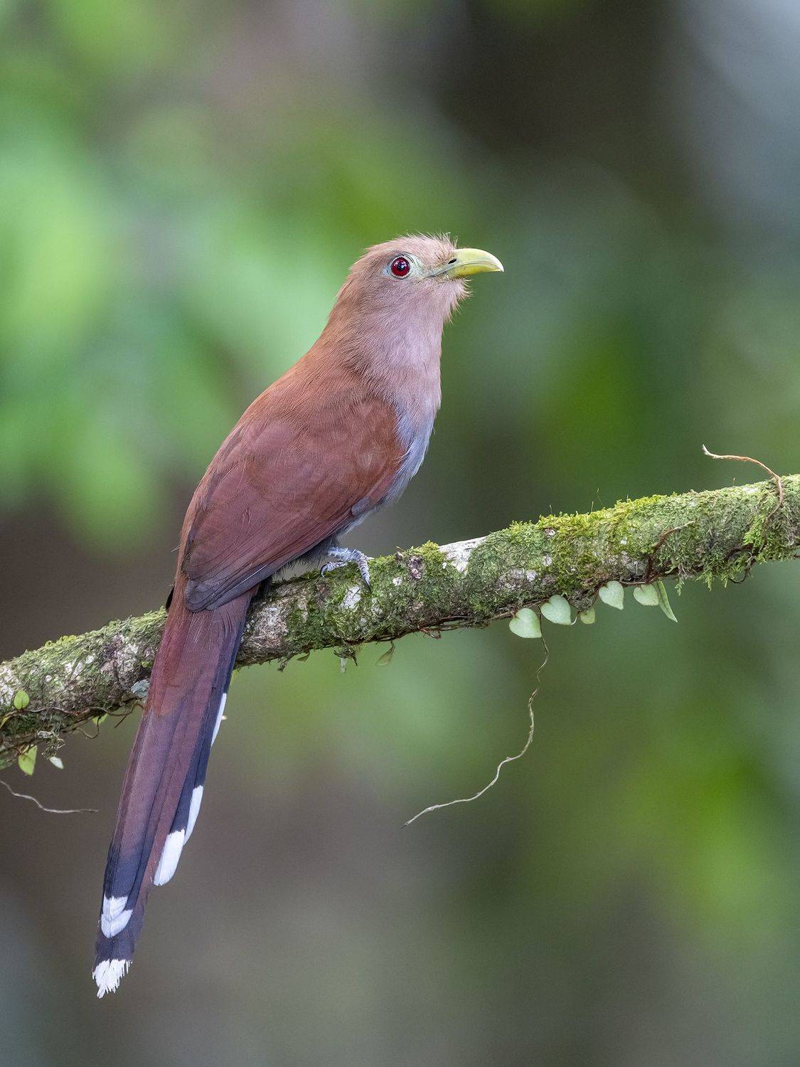 , Fernando Burgalin Sequeira