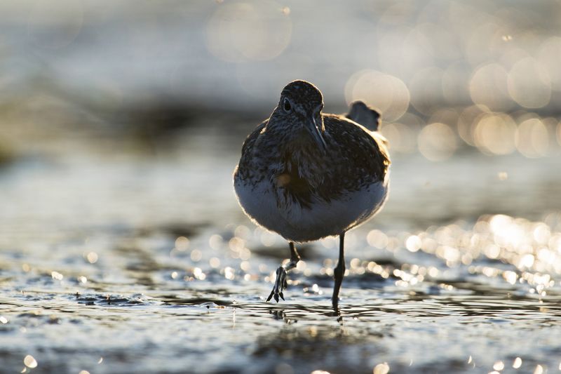 Tringa ochropus фото превью