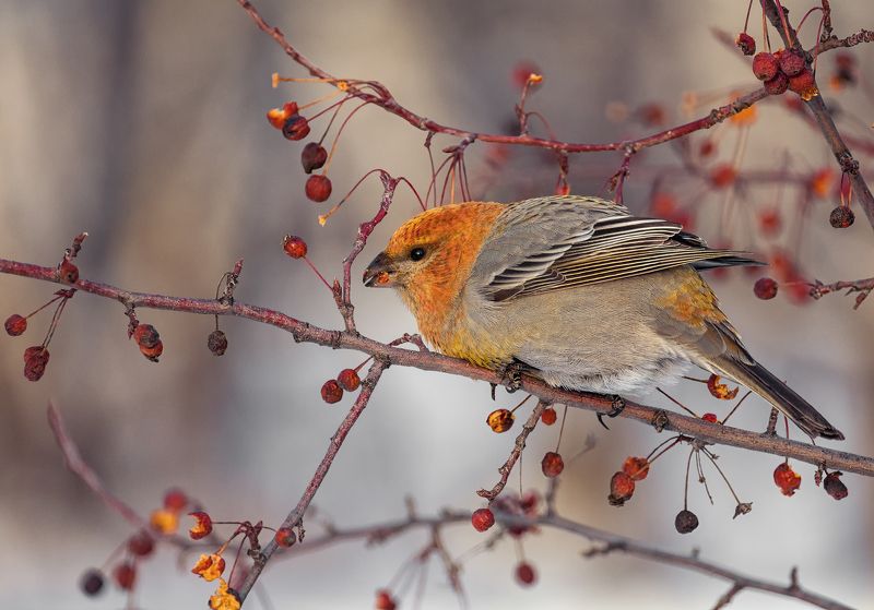 птица, щур, зима, дичка, щур.. фото превью