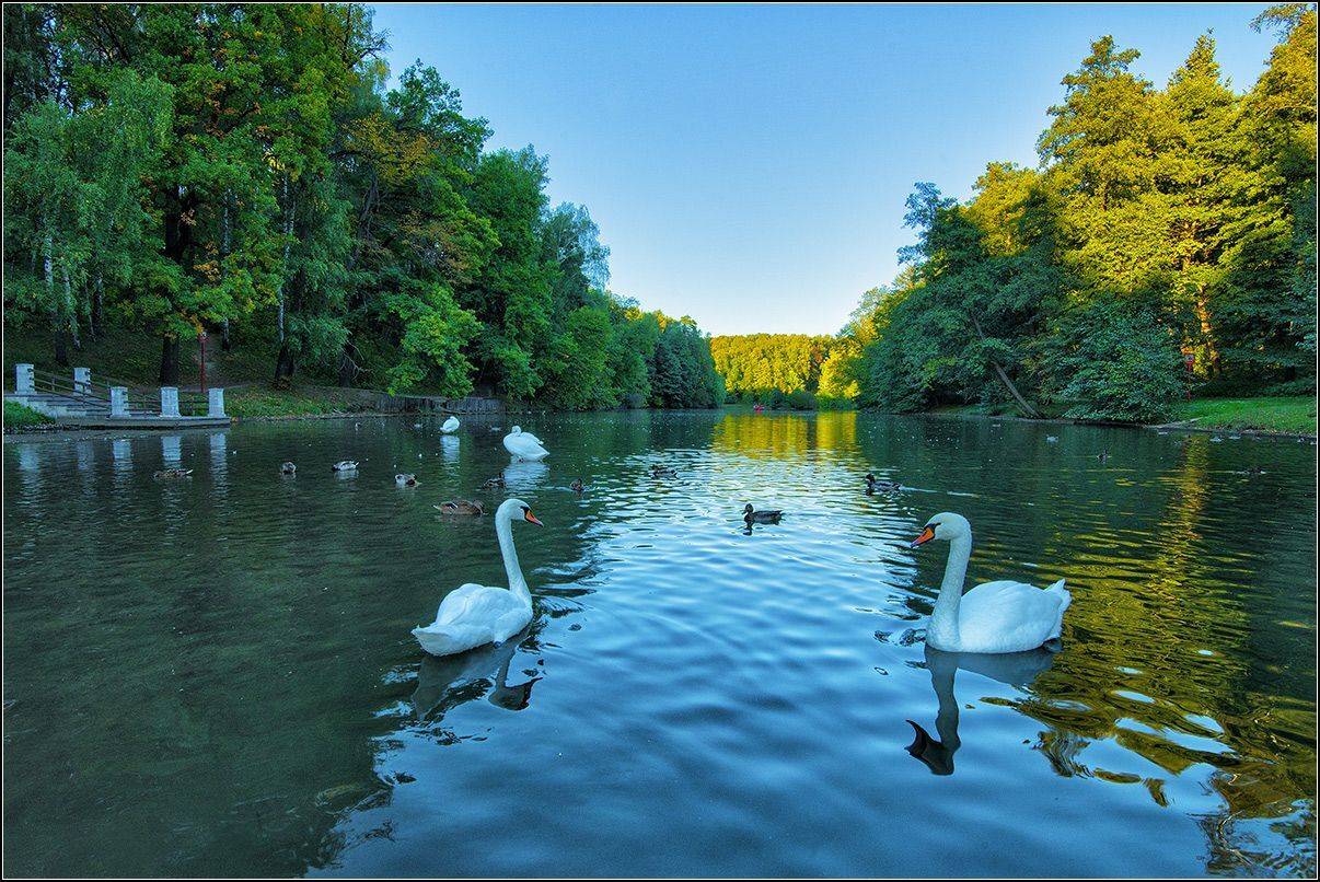 москва, парк, птицы, АНАТОЛИЙ ДОВЫДЕНКО