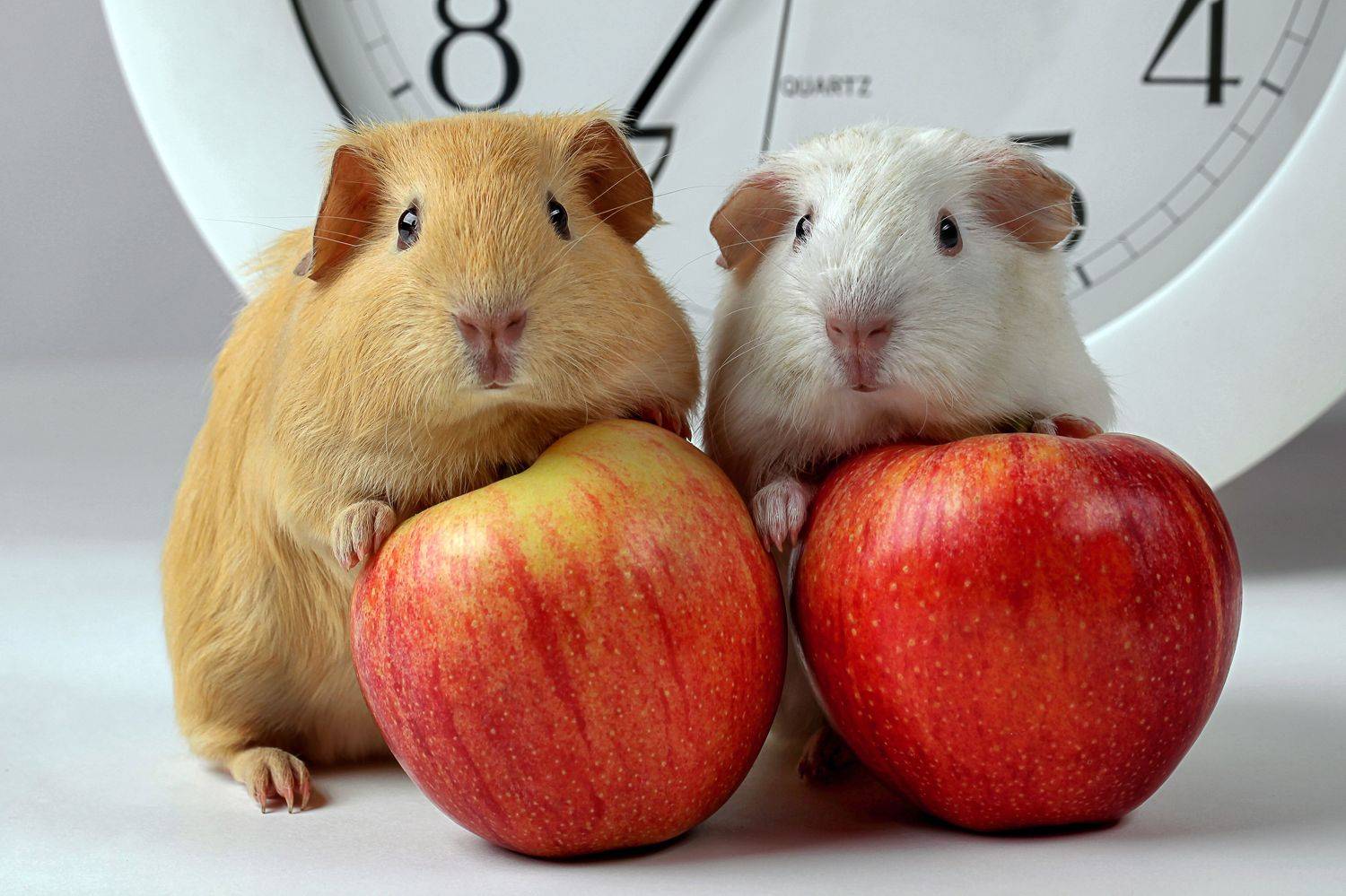 морские свинки, яблоки ., Татьяна Попова