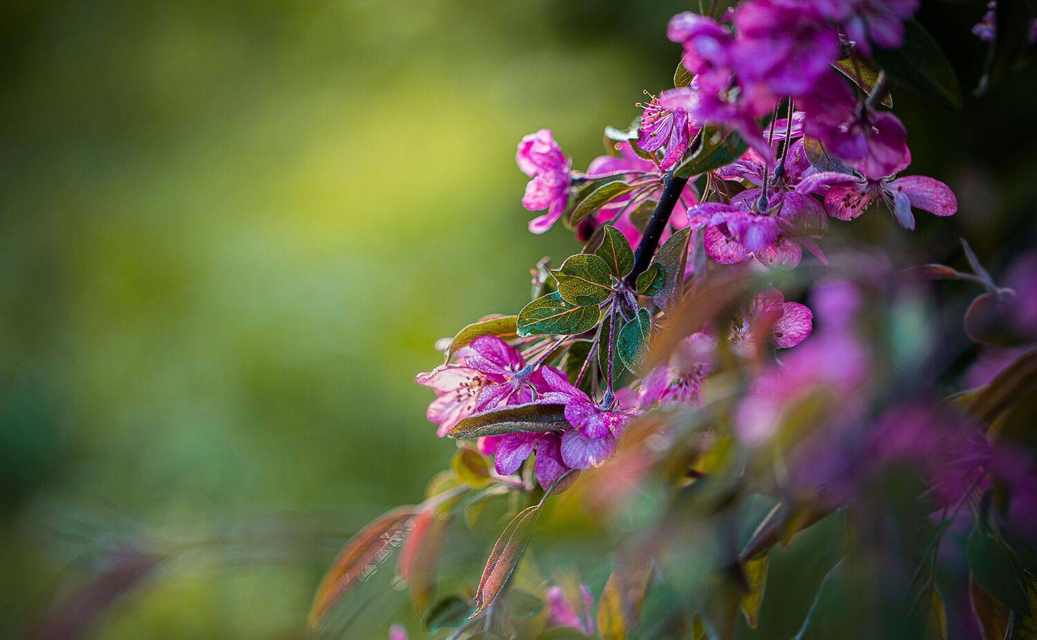 , Зеленько Дмитрий