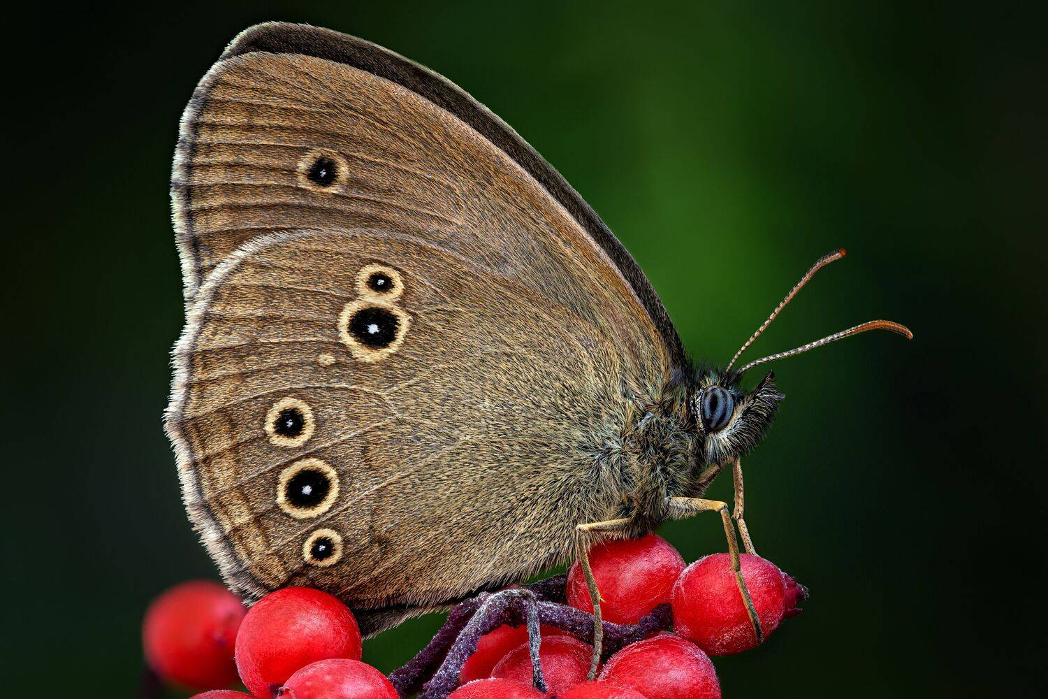 , Антон Финевич