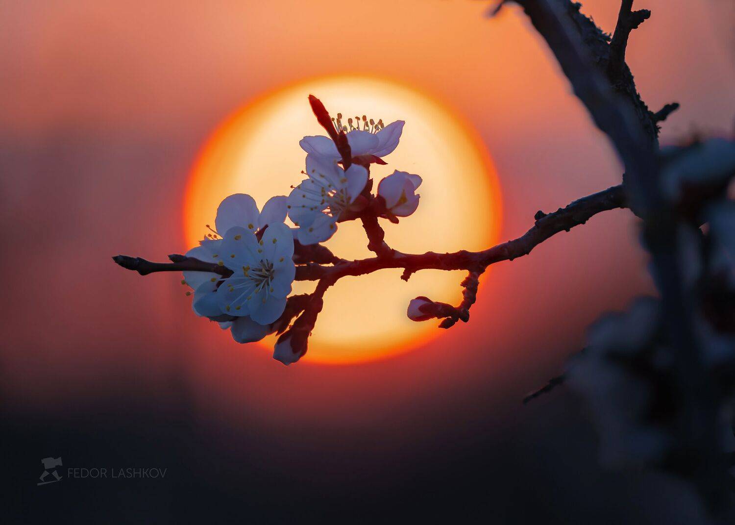 ставропольский край, ставрополье, природа, флора, макро, весенний, весна, апрель, цветение дерева, цветок, фруктовое дерево, абрикос, белый, в цвету, синий, ветвь, закат, солнце, красный, японский, япония,, Лашков Фёдор