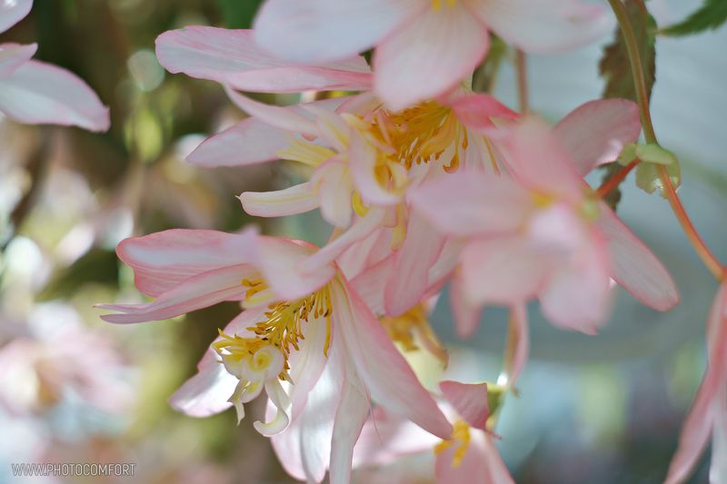 Бегония ампельная фото превью