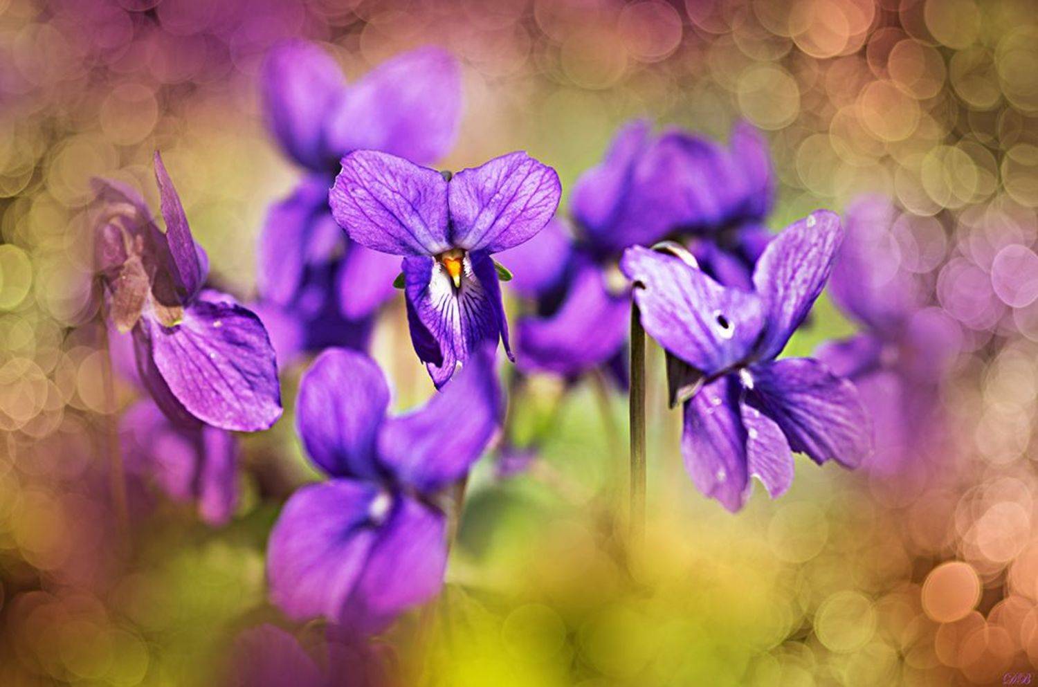 bokeh, close-up, color, colors, color image, flower, flowers, macro, nature, photography, purple, spring, springtime, viola, violet,, Dr Didi Baev