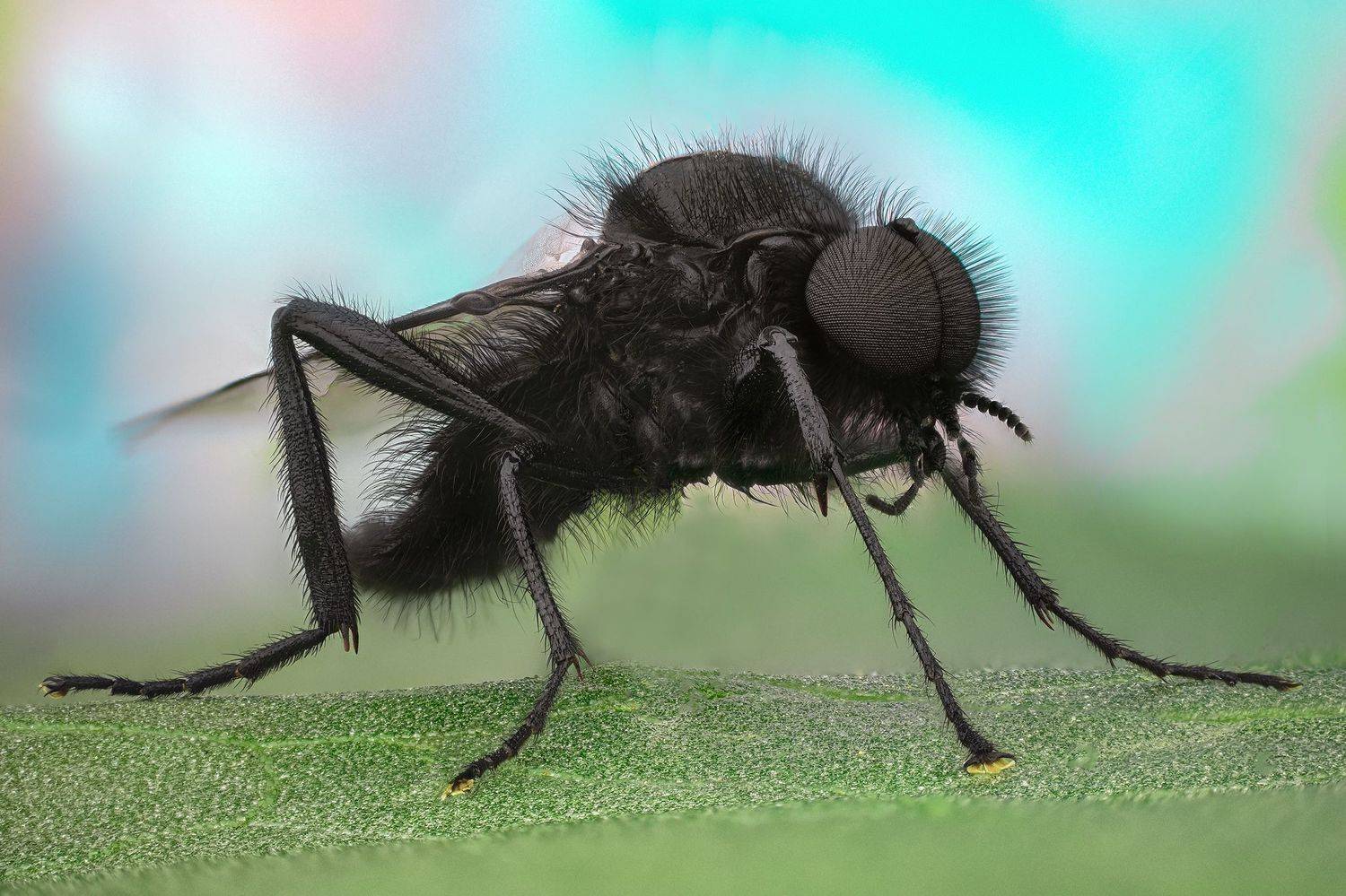 ceclii, macro, Tsvetan Ganev