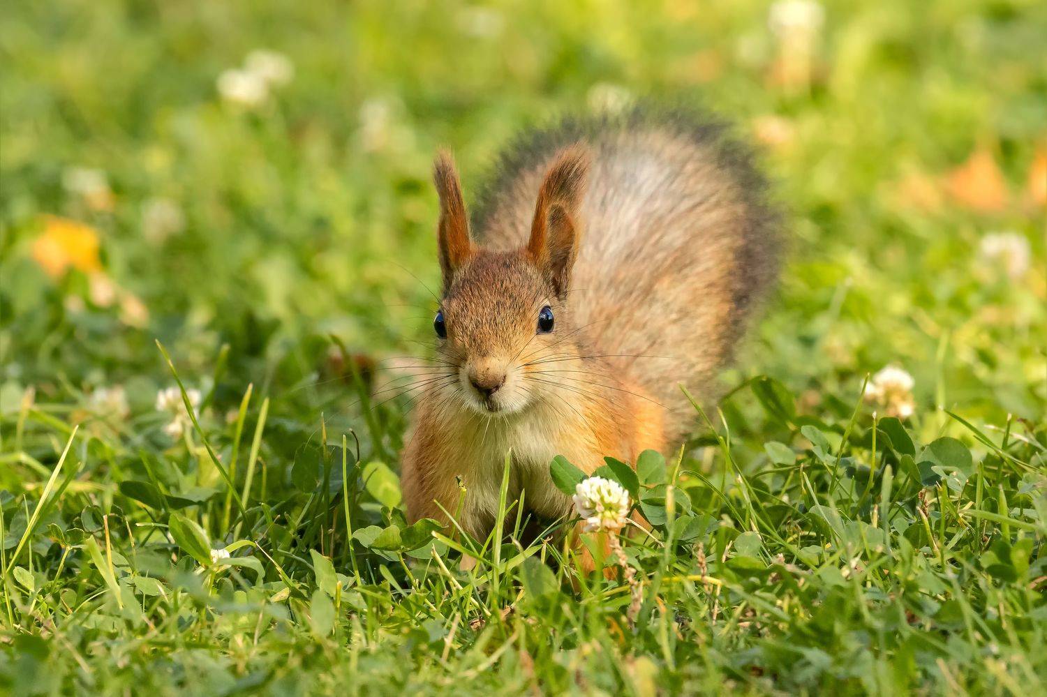 белка, Глебов Сергей