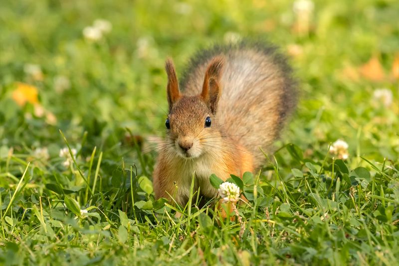 белка Белка на полянке фото превью