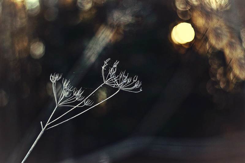 nature, evening, morning, sunset, nikon, macro Hands фото превью