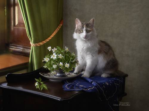Котомодель с весенним букетом