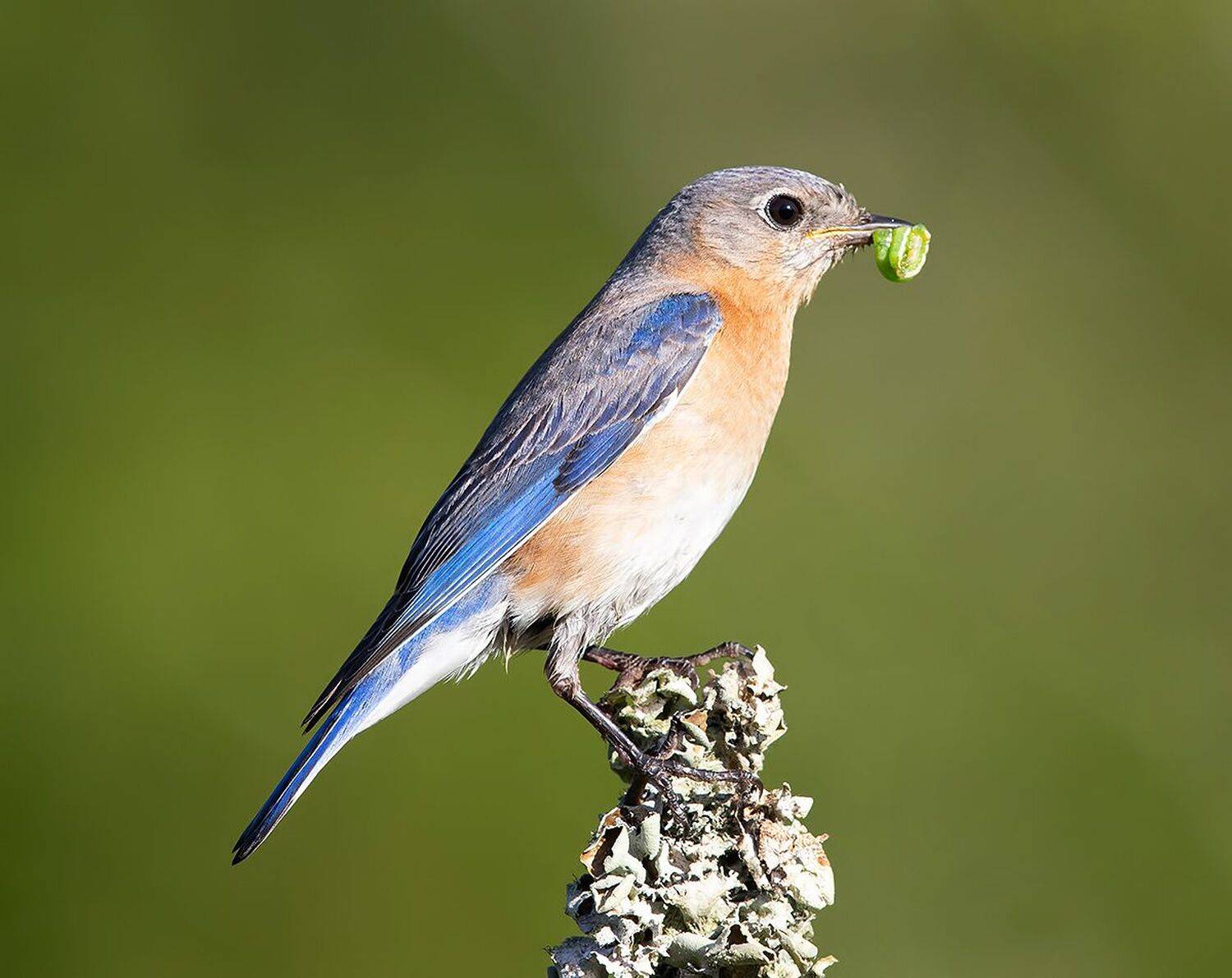 восточная сиалия, eastern bluebird, bluebird, Etkind Elizabeth
