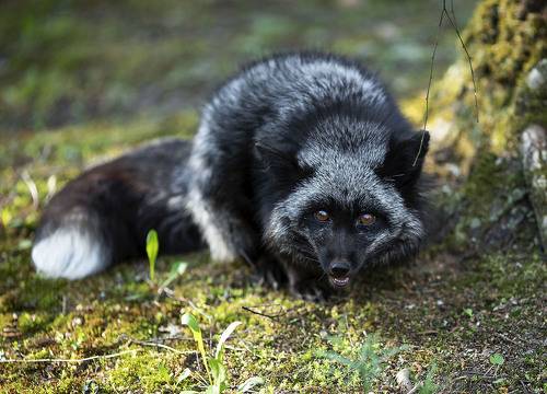 Лисья охота