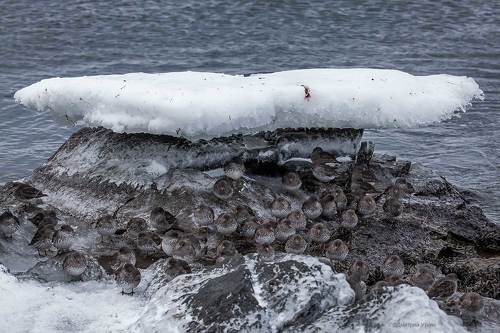 Про зимующих берингийских песочников