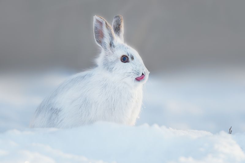 Дразнилка фото превью