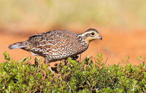 Northern Bobwhite Female - Виргинская американская куропатка